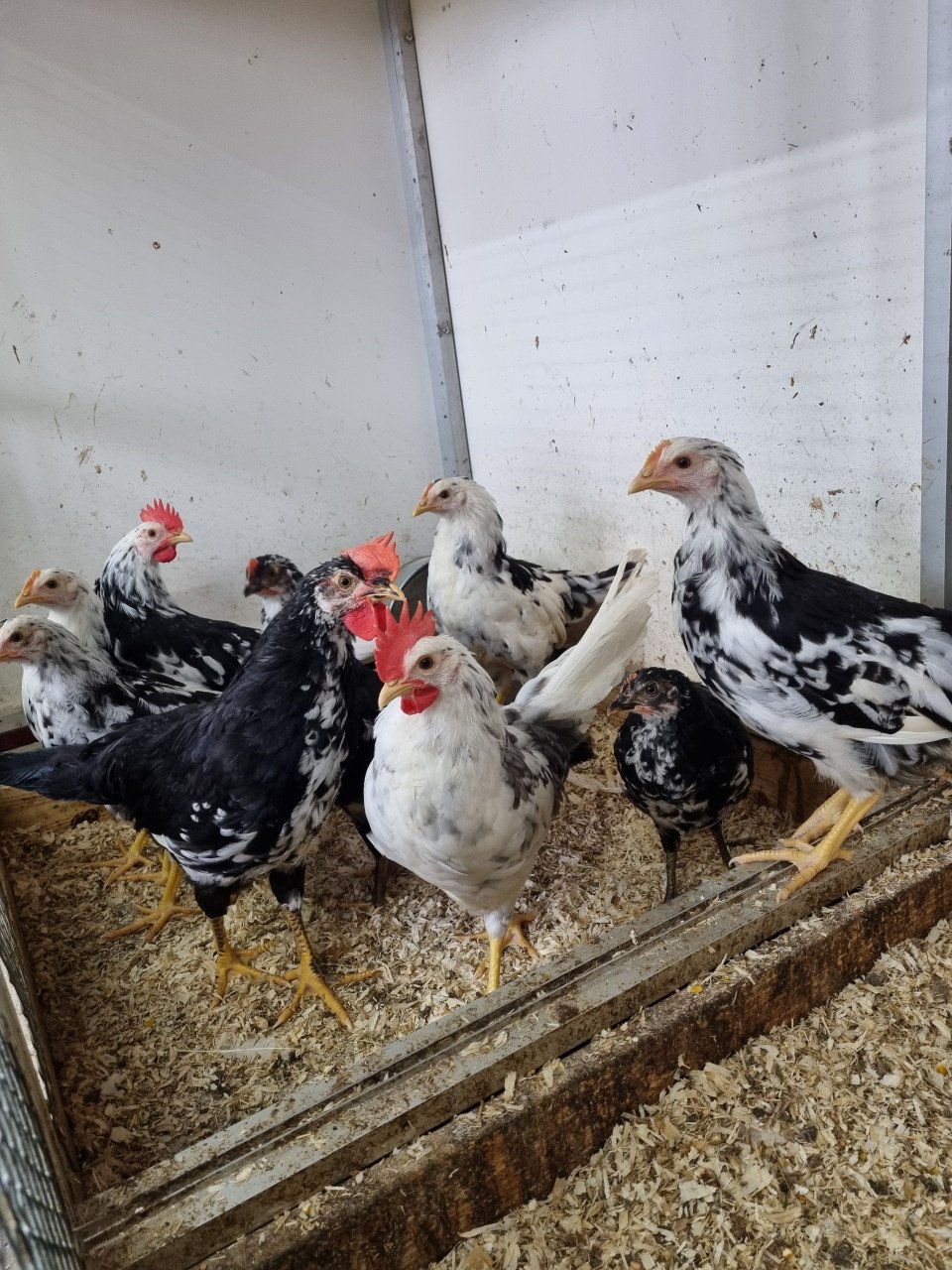 Bonte leghorns