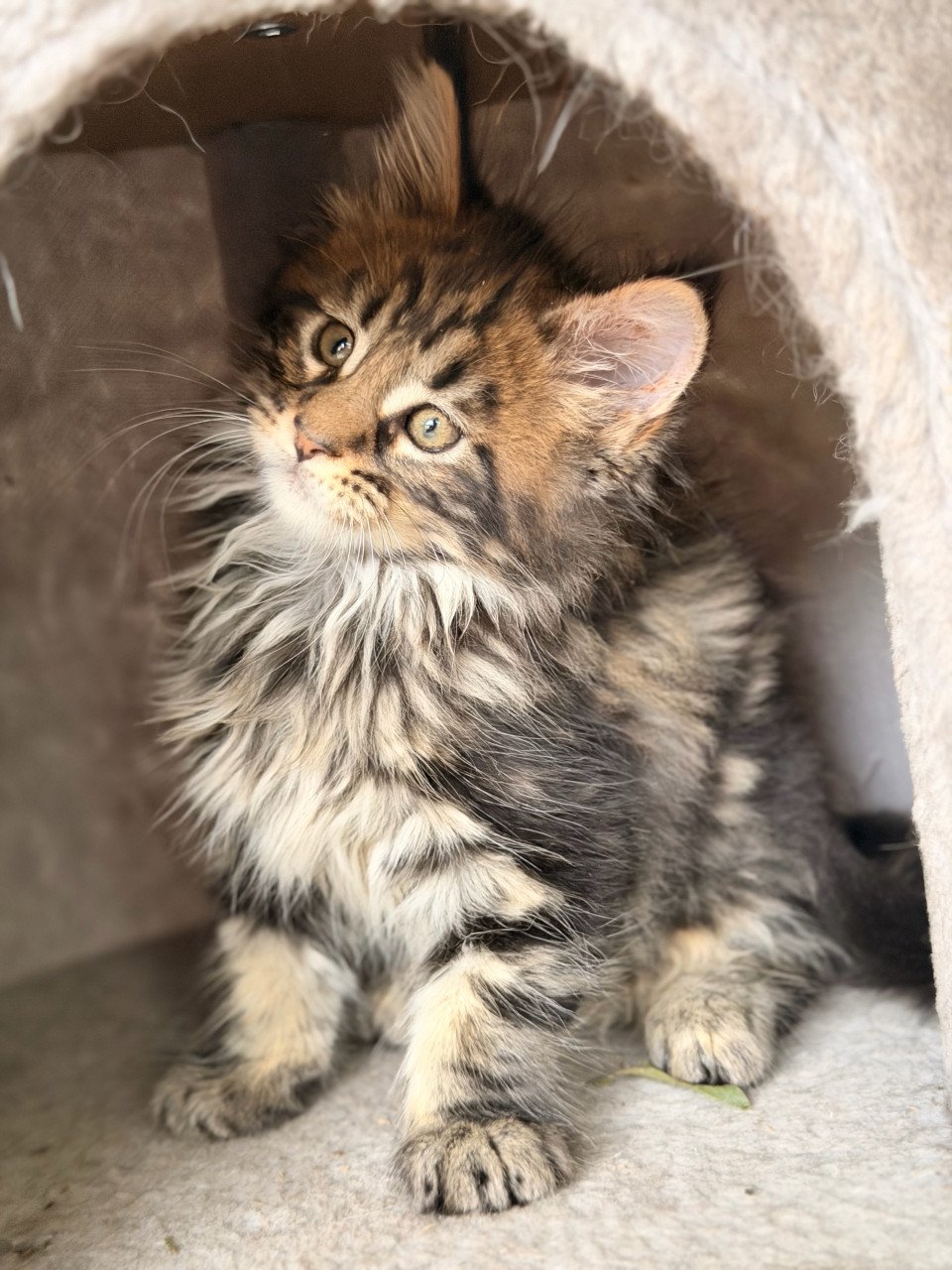 Maine Coon kittens