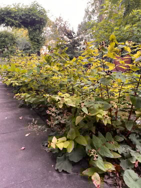 Hertshoorn ( Hypericum androsaemum) 5 meter haag