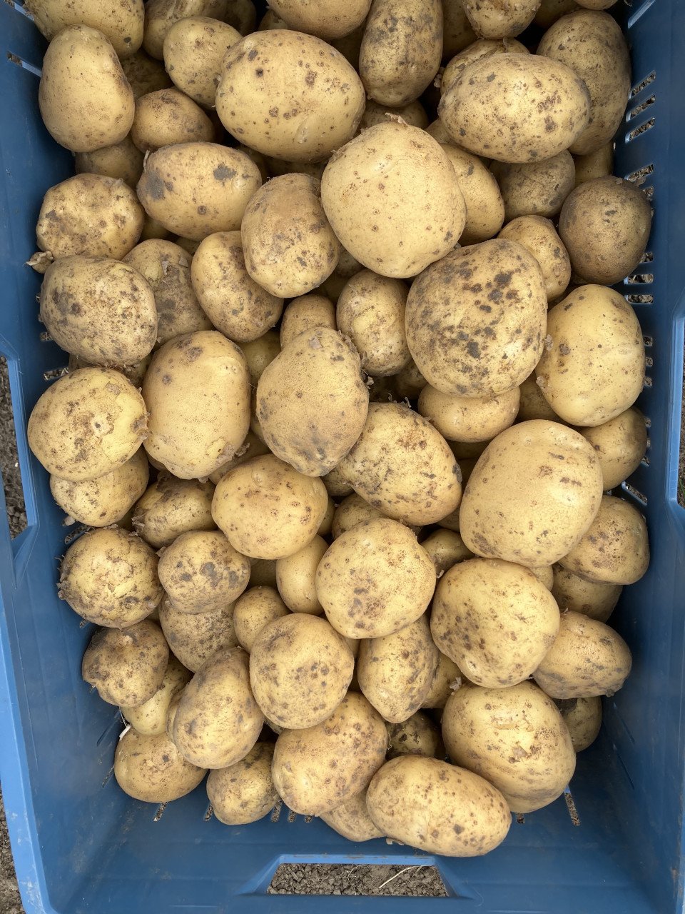 Nieuwe aardappelen Frieslander