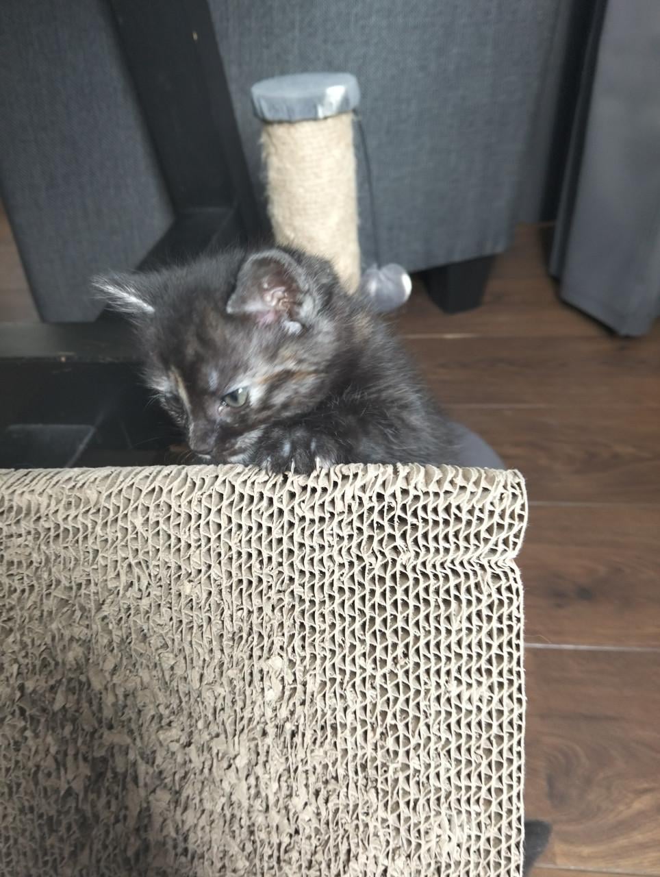 Kittens