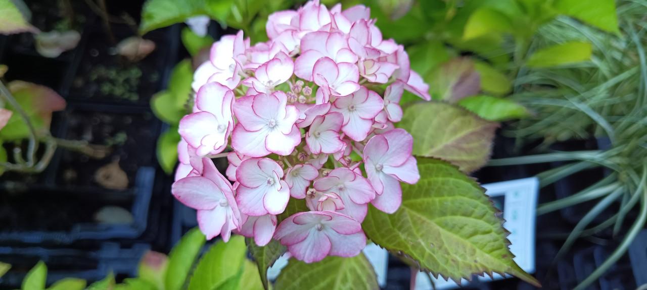 Diverse soorten Hortensia’s in pot, staan nu prachtig in bloei !