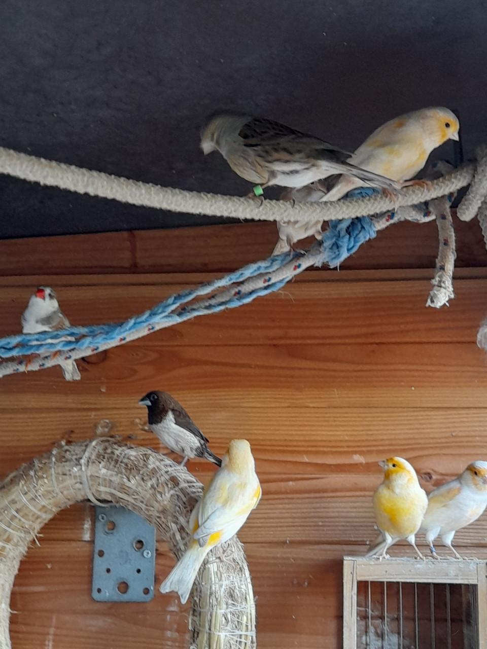 Te koop   : Japans Meeuwtje