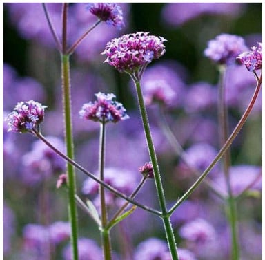 Verbena