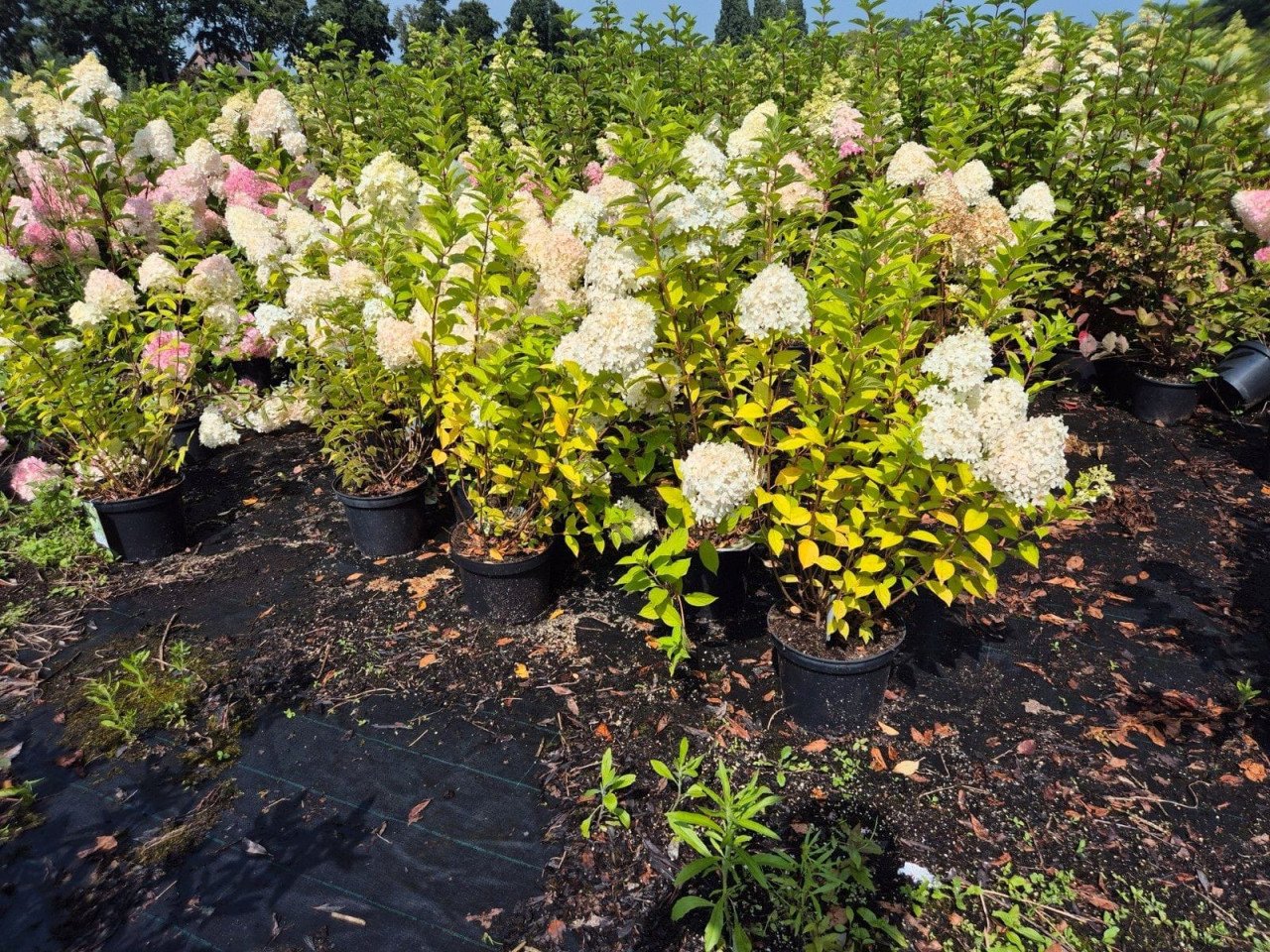 Pluimhortensia Limelight