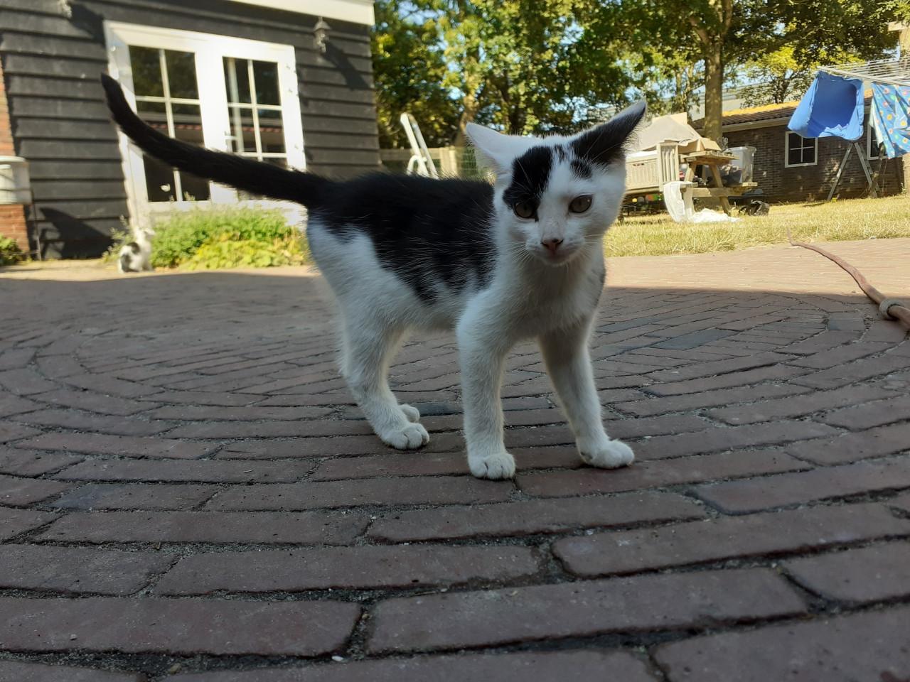 Lieve, makkelijke kittens