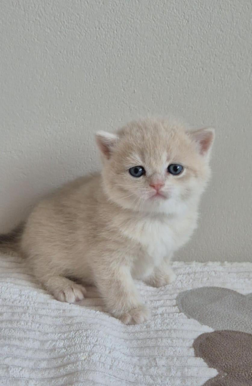 Britse korthaar kittens