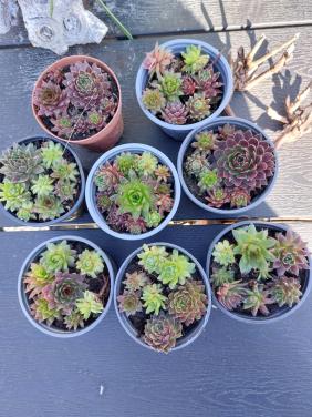 Diverse VASTE PLANTEN.