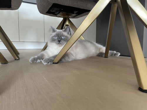 Ragdoll katers