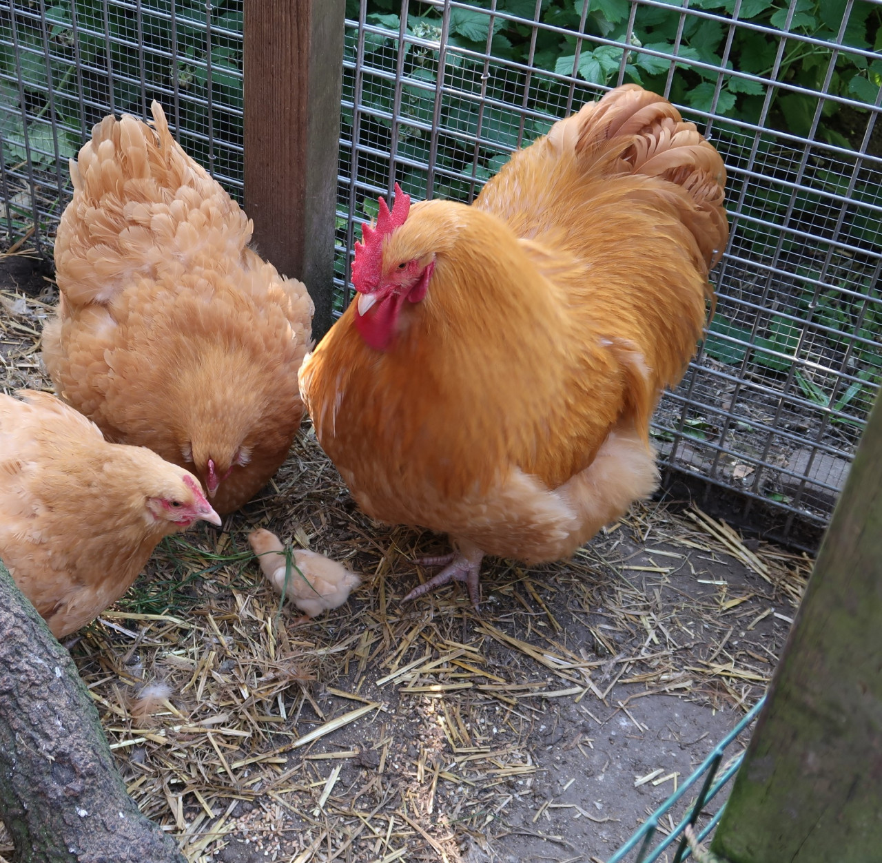 Buff Orpington broedeieren.