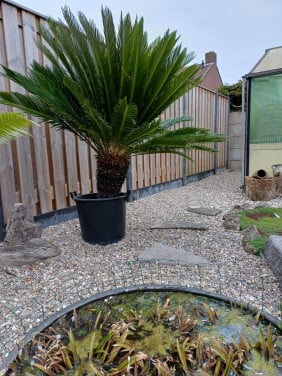 Cycas revoluta