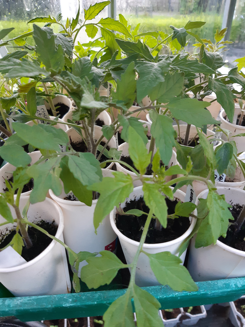 Tomatenplanten (biologisch)