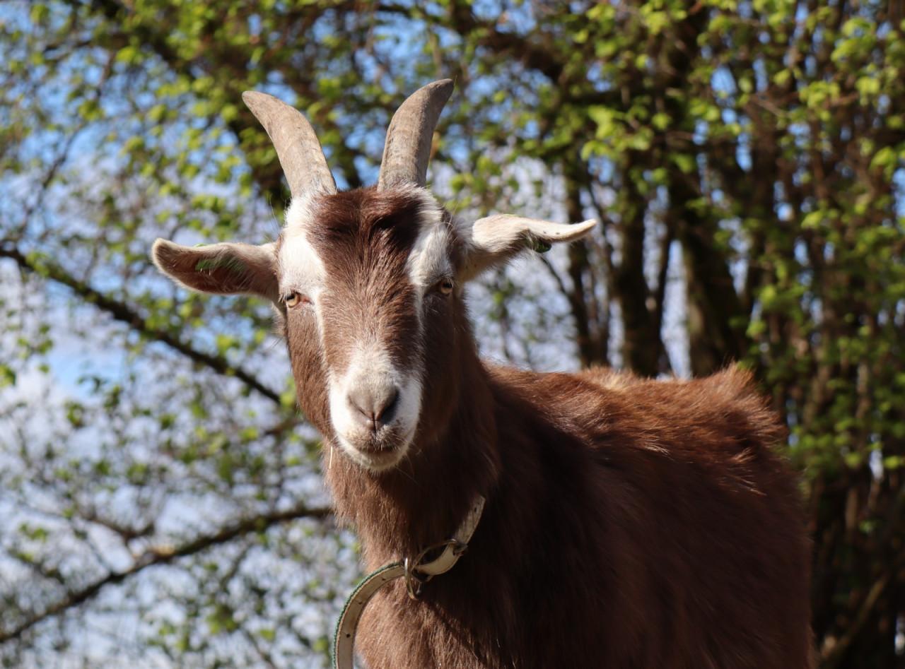 2 gecastreerde bokken