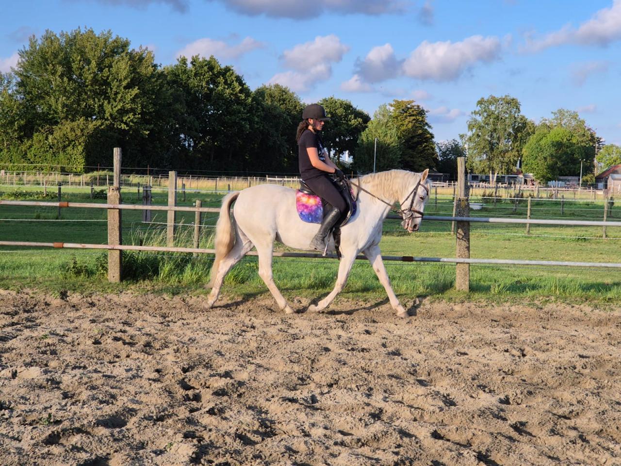 Lieve 12 jarige epony