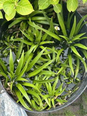 Te koop krabbescheer vijver plant   Voor vijver 2.50 per grote plant