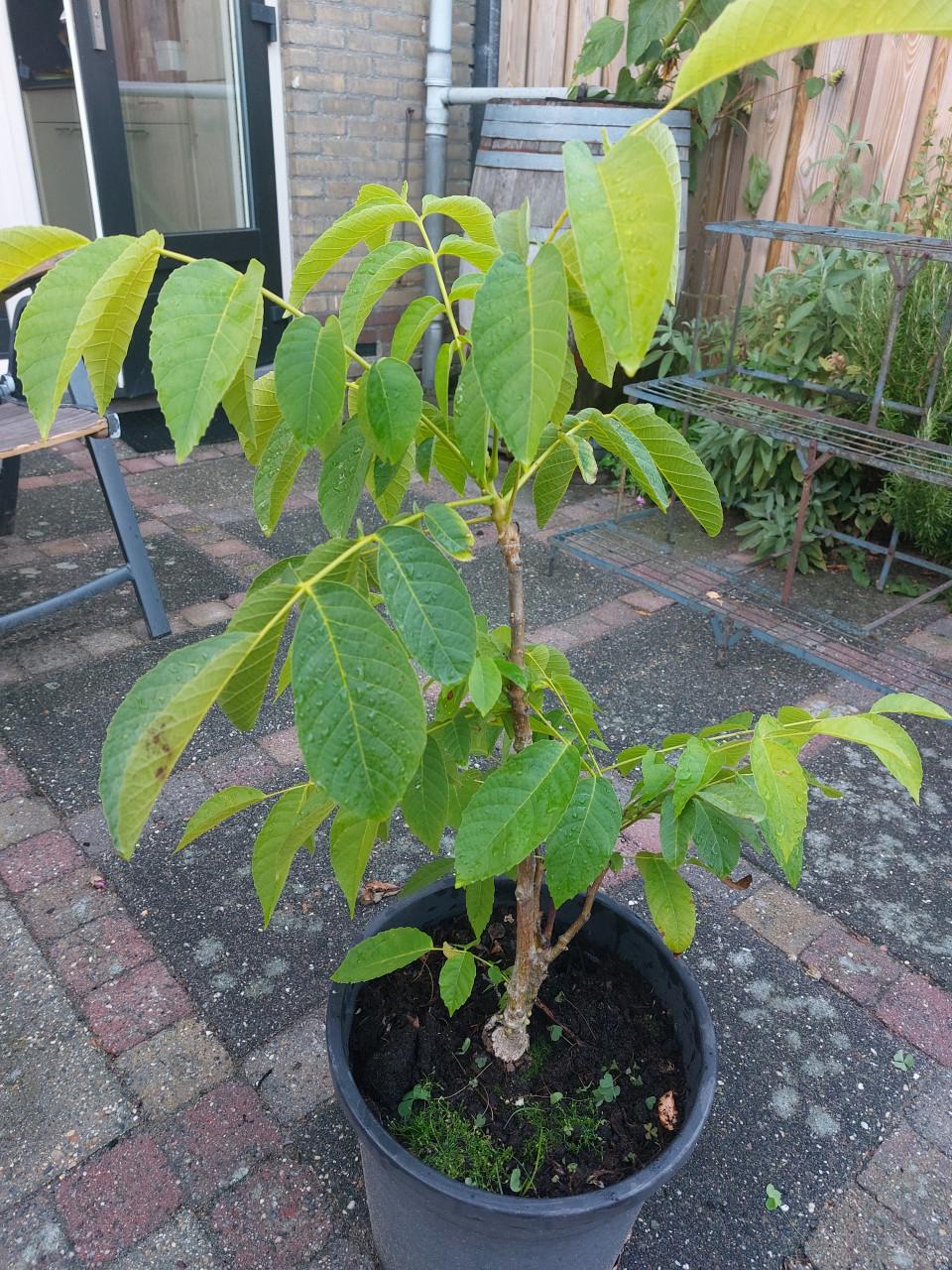 Walnoten boompje