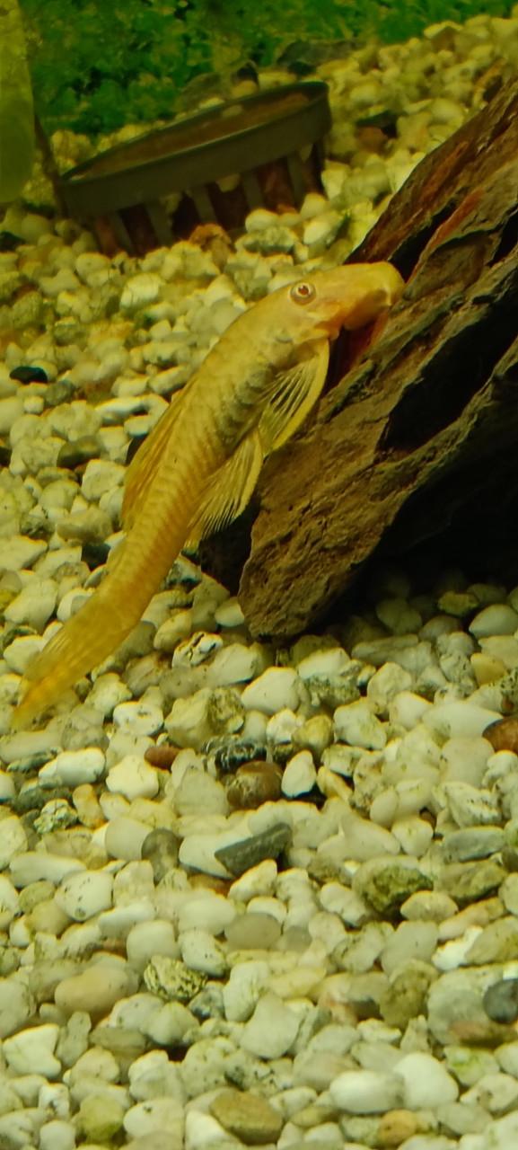 Juwel Rio 180 aquarium