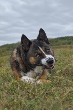 Dieren fotoshoot