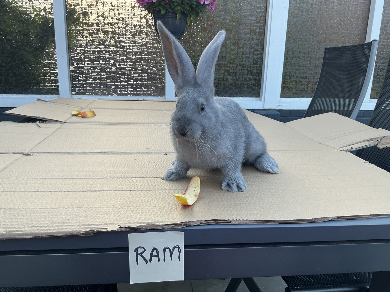 Te koop: raszuivere jonge Duitse reuzen