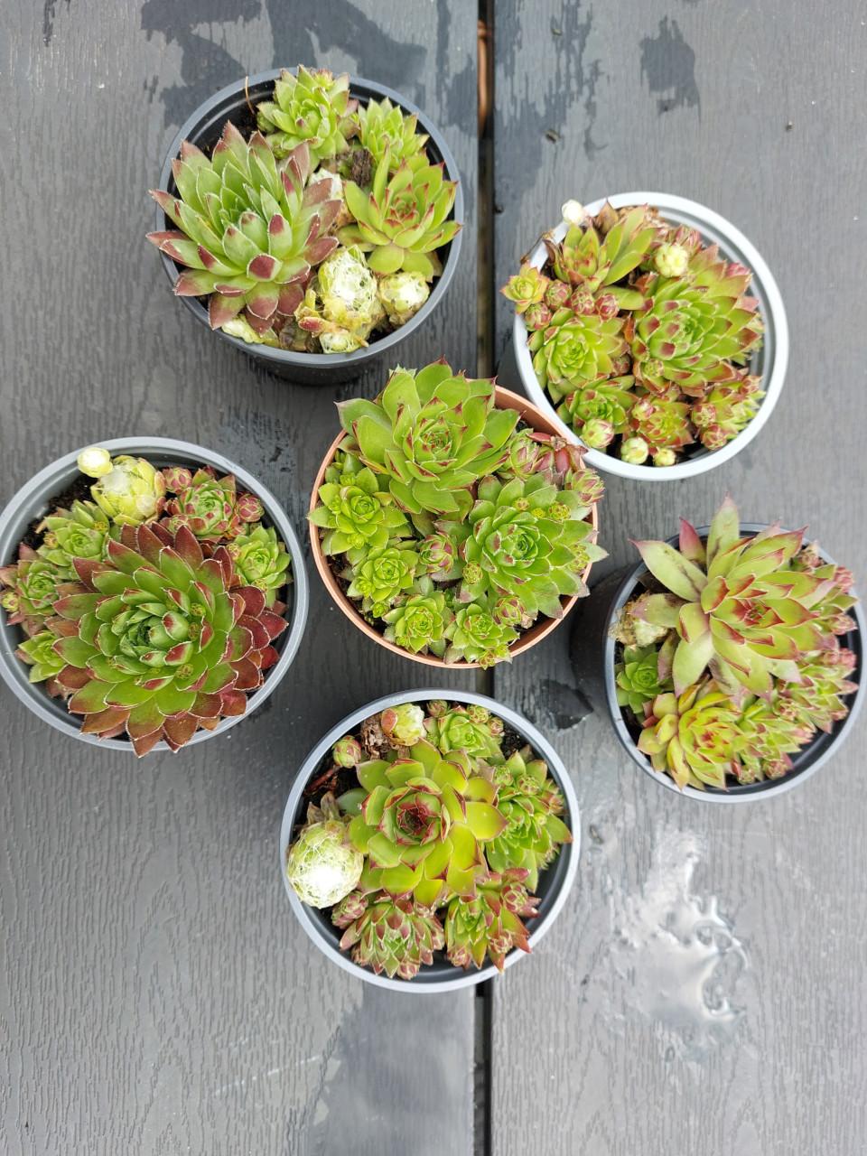 Vetplanten.