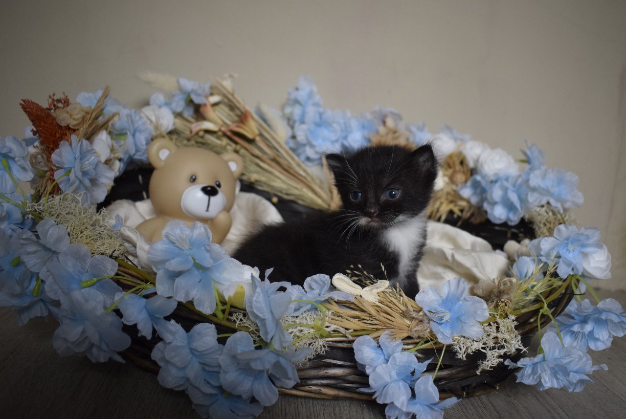 3 lieve kittens zoeken 3 sterren mandje