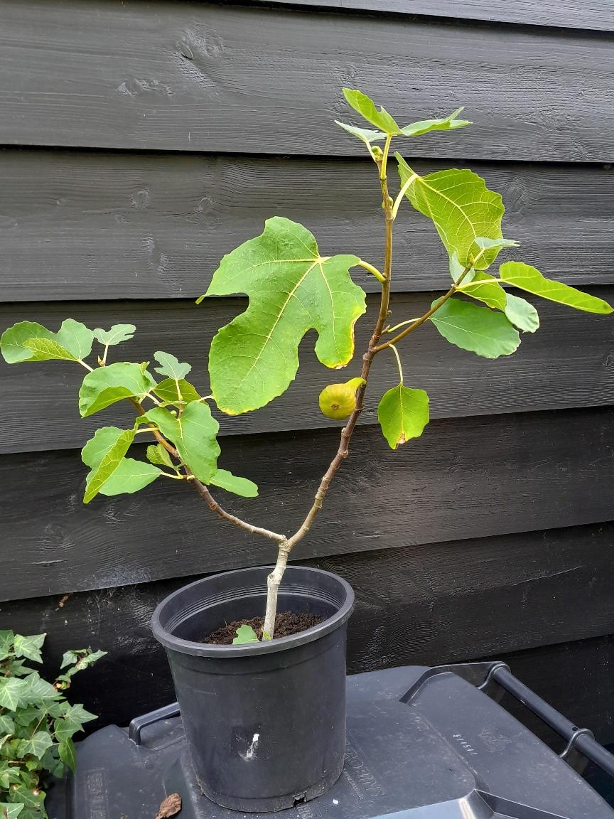 Vijgenboompje in pot