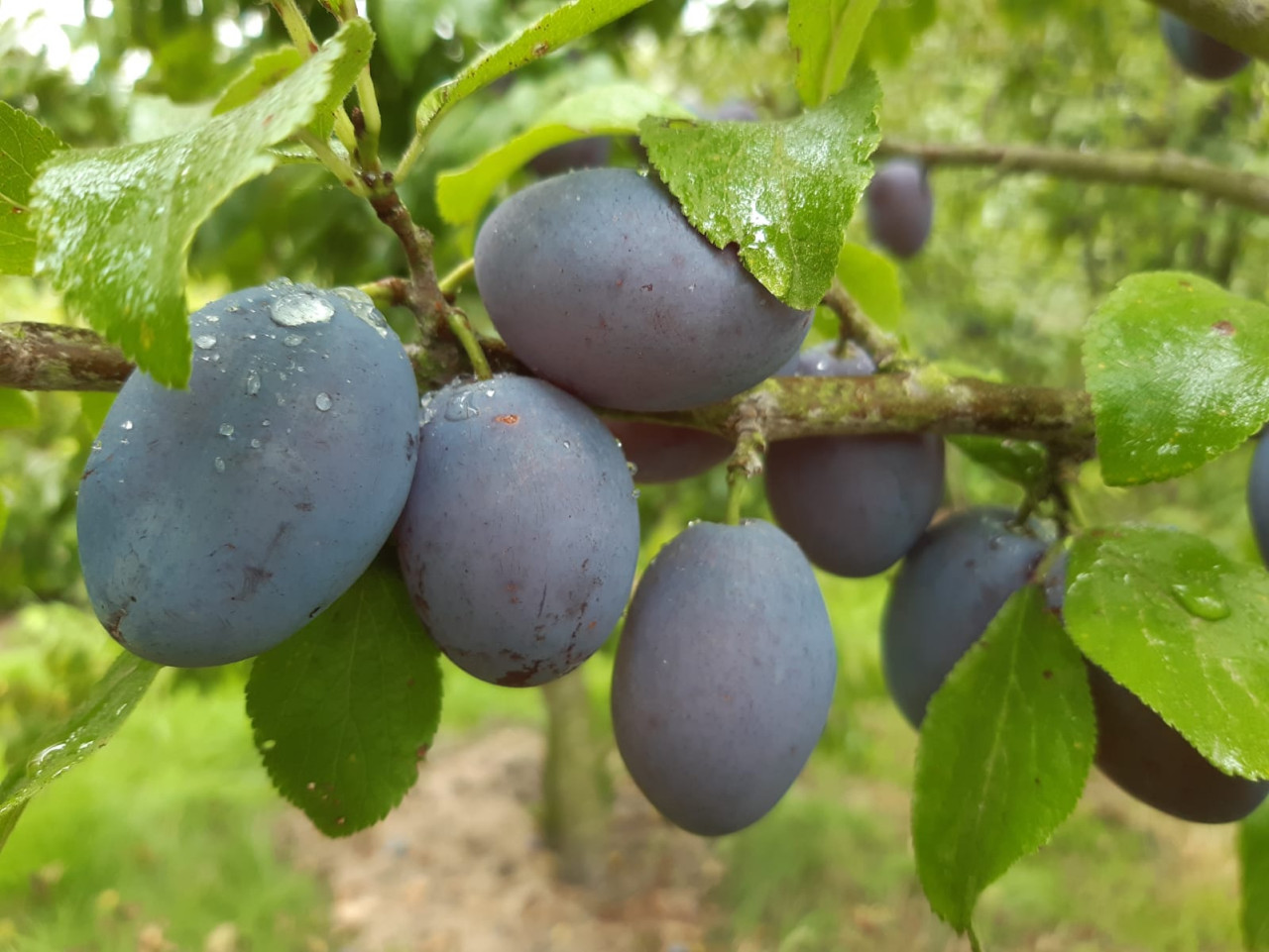 Fruitbomen en fruitstruiken te koop