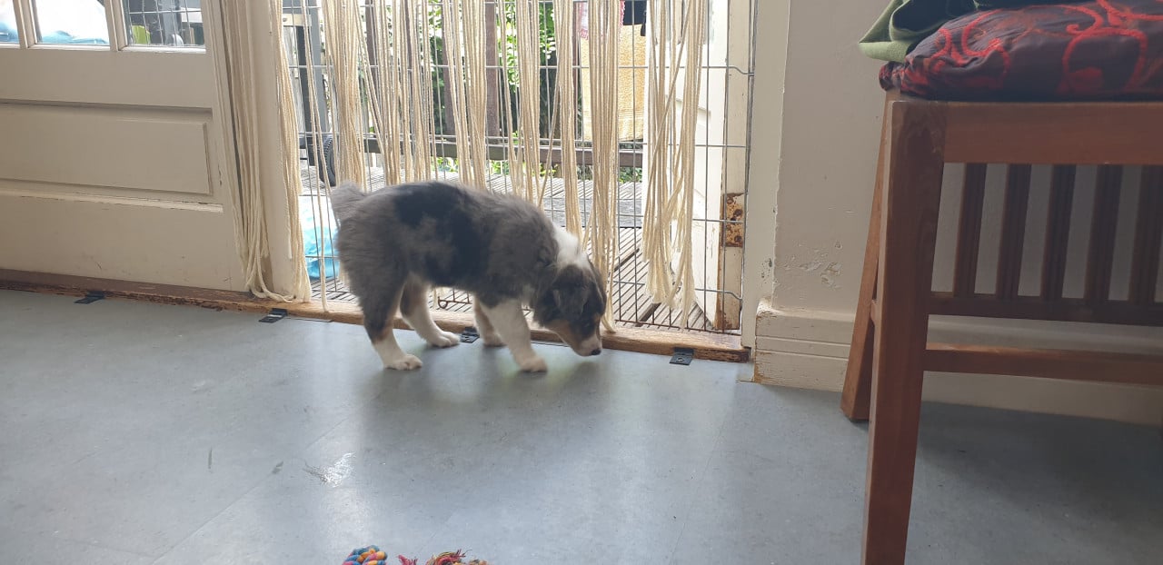 Border Collie