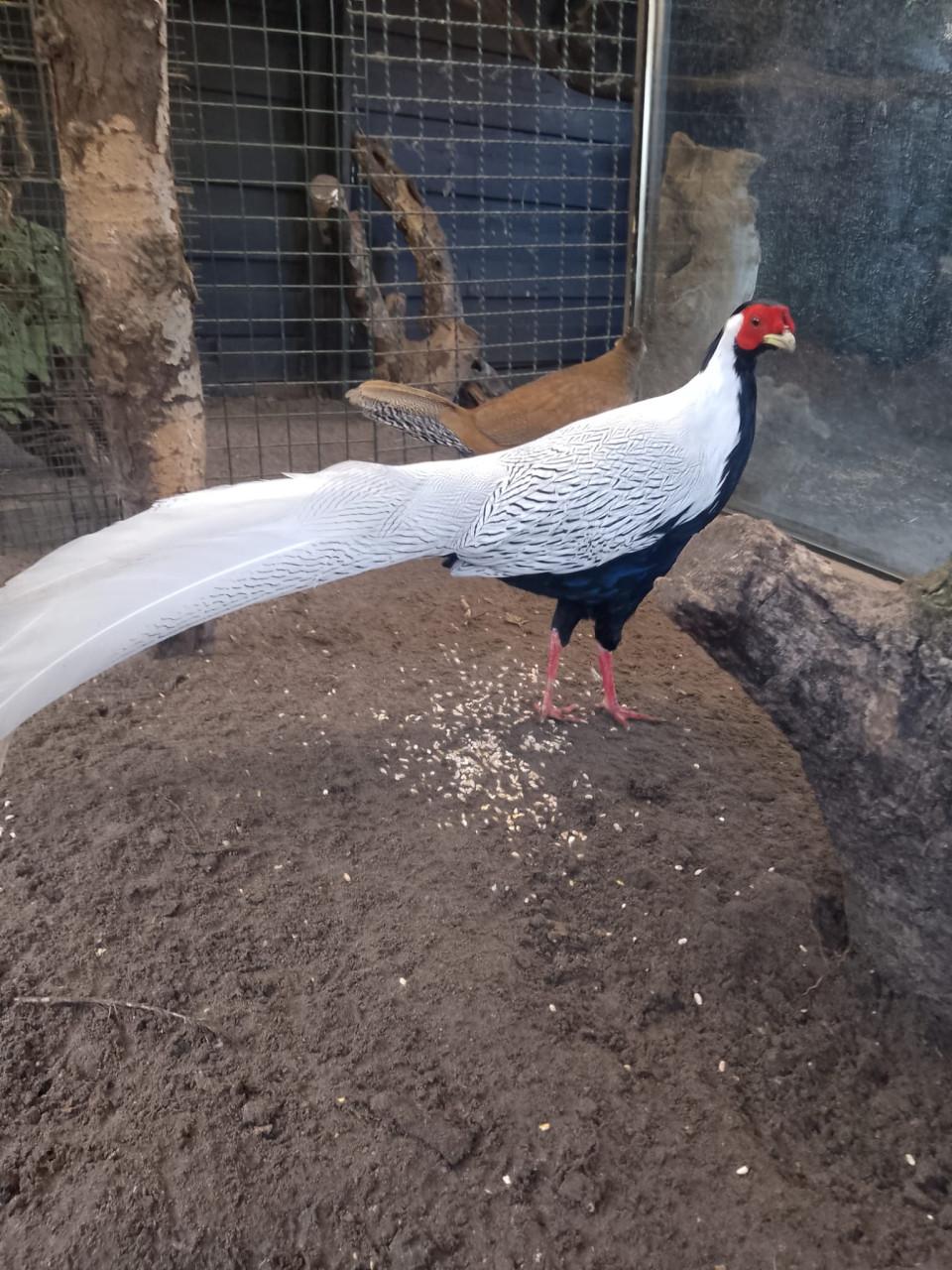 Koppel goudfazant en zilverfazant