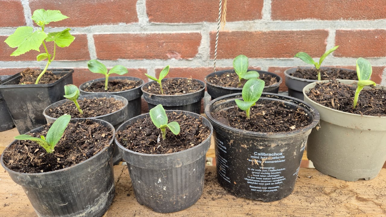 Tomatenplanten, komkommers en courgette
