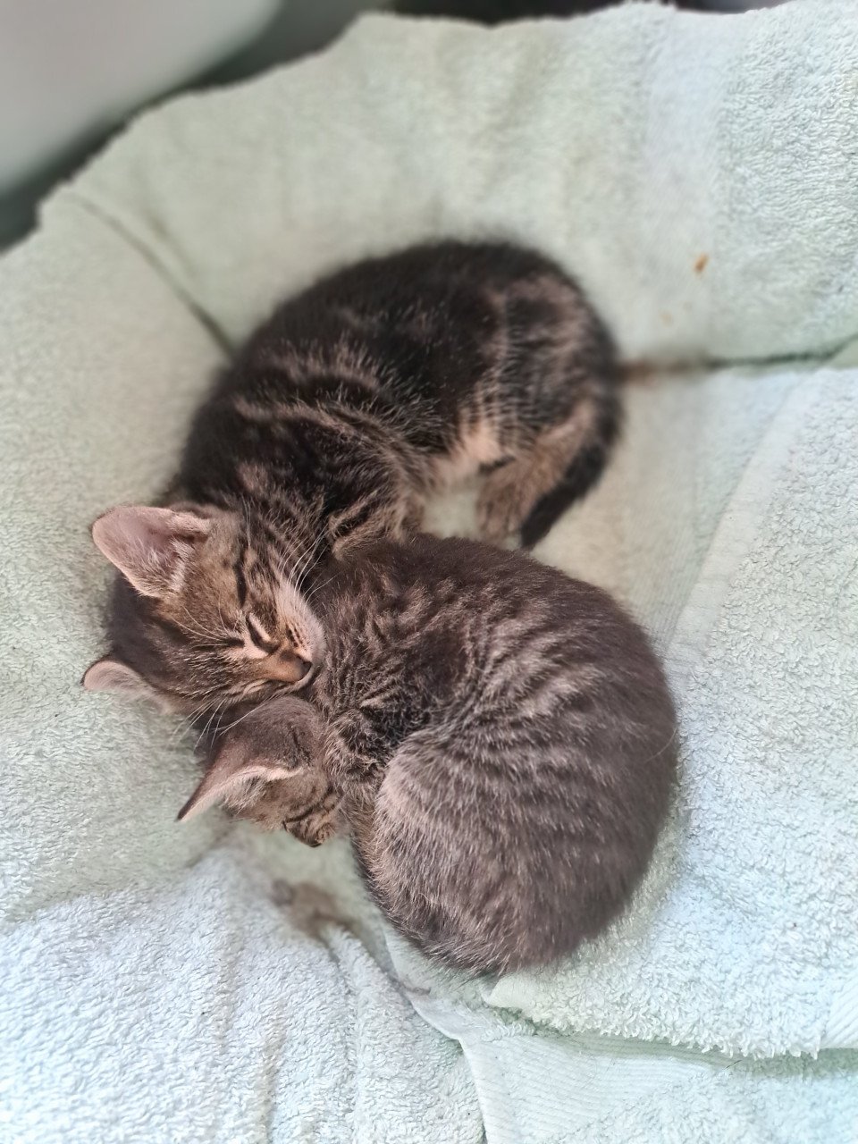 Verschillende lieve kittens