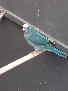 Blauwe kakariki man