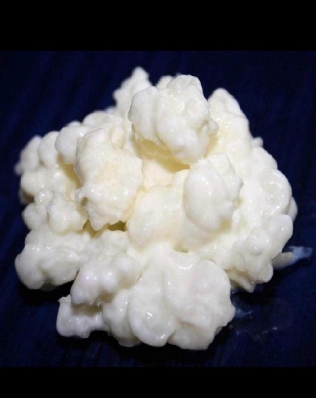 Melkkefir-korrels (‘plantje’), uitstekende kwaliteit