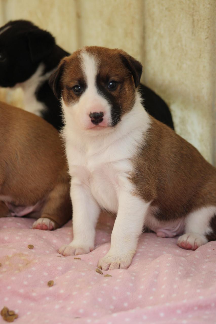 Alora Dog Rescue: Freddy laat je hart smelten