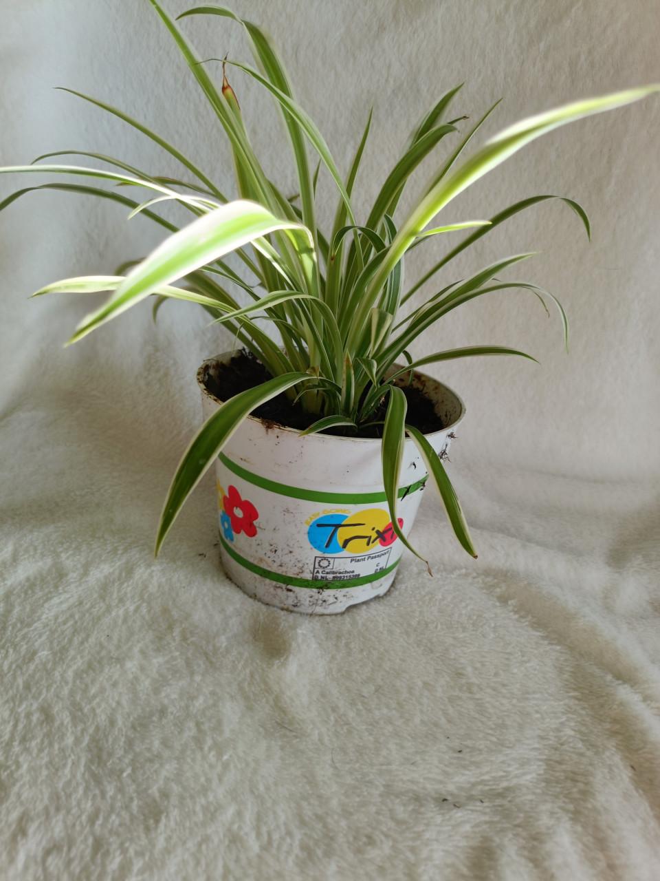 Jonge graslelie en jonge hedra groen bont