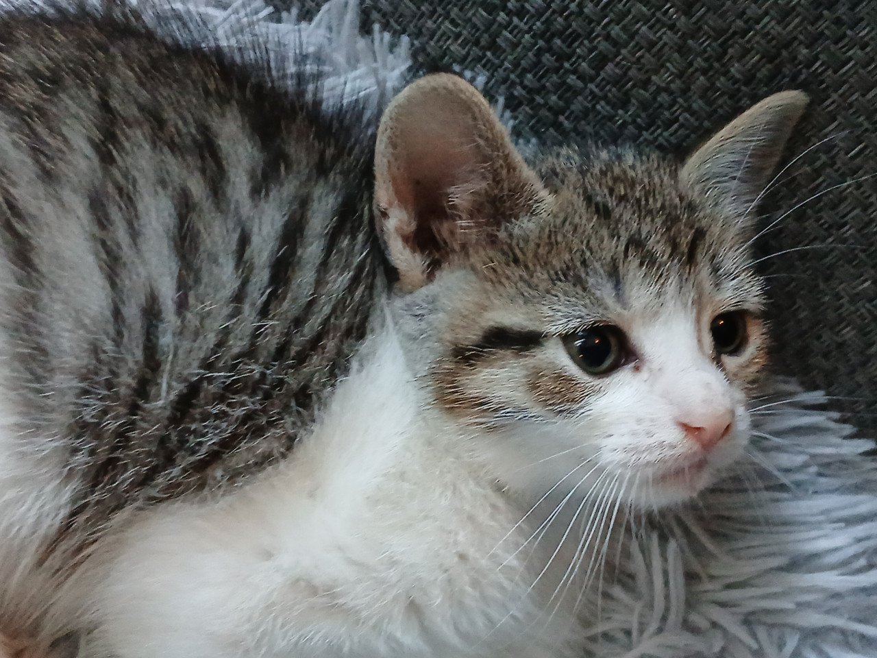 Gratis kittens