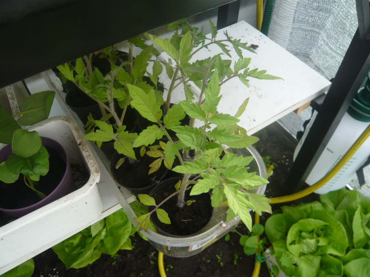 Tuinplanten tomaten