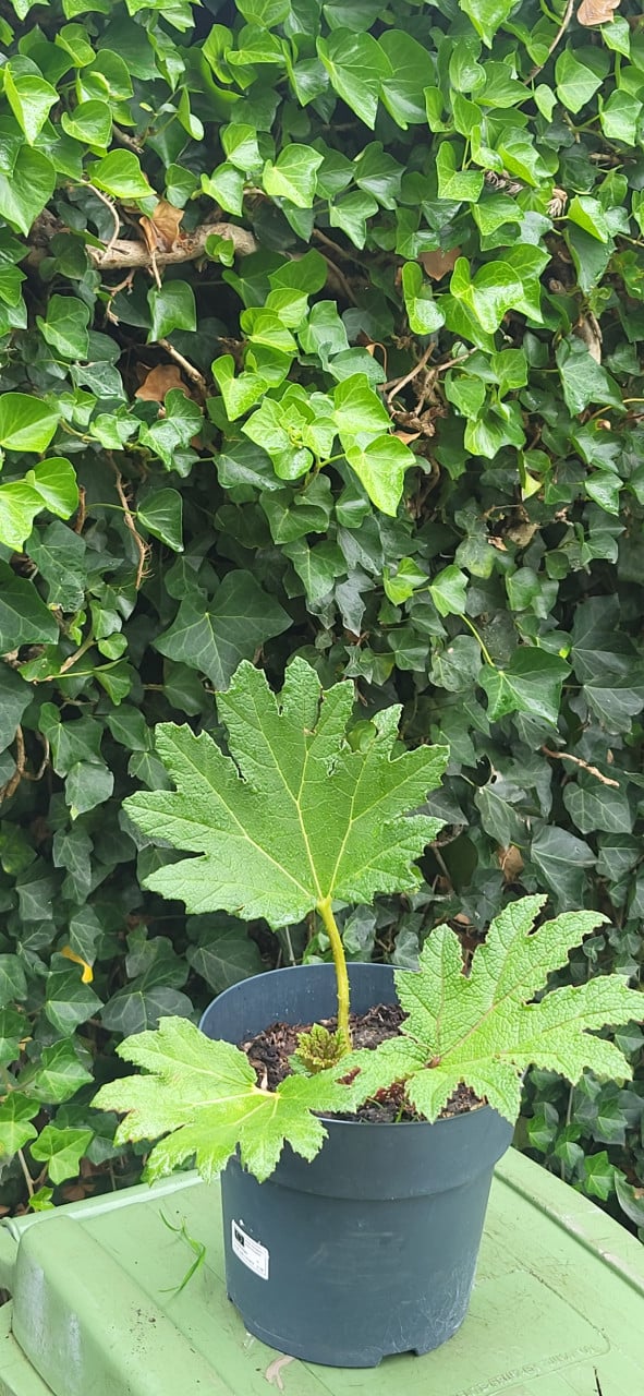 Gunnera