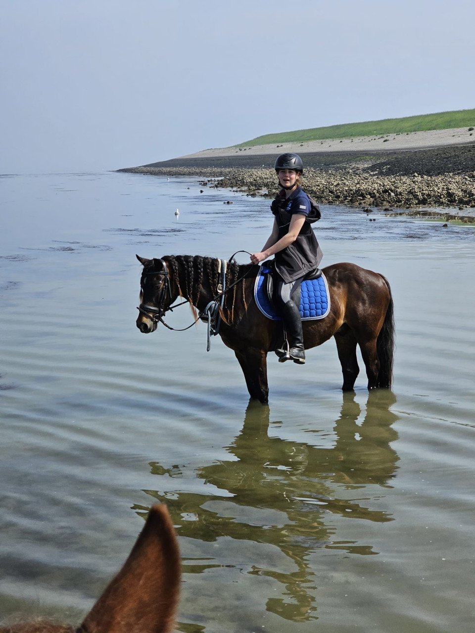 Recreatie pony te koop