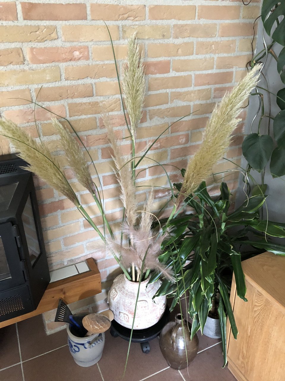 Te koop pluimen van pampasgras.