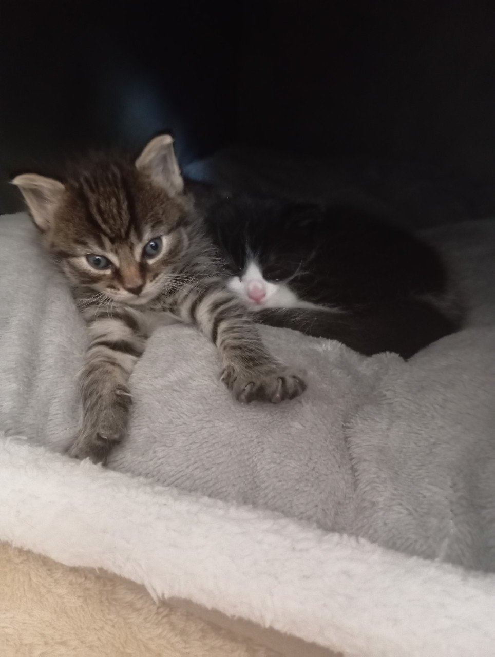 Kittens