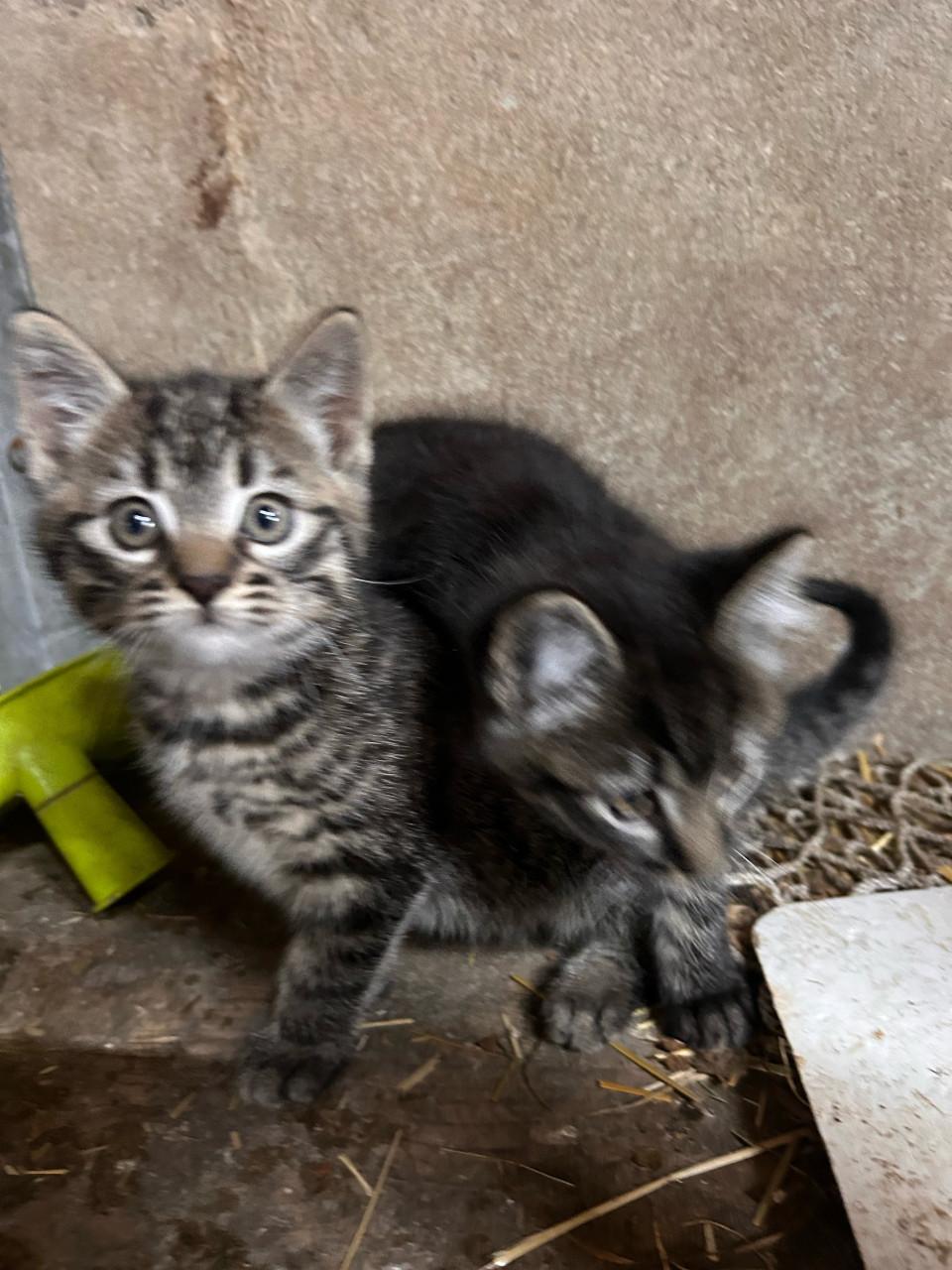 2 lieve kittens