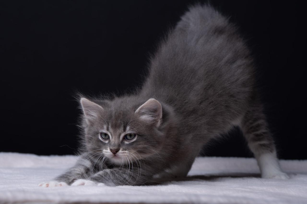 Lieve, mooie Ragdoll kittens