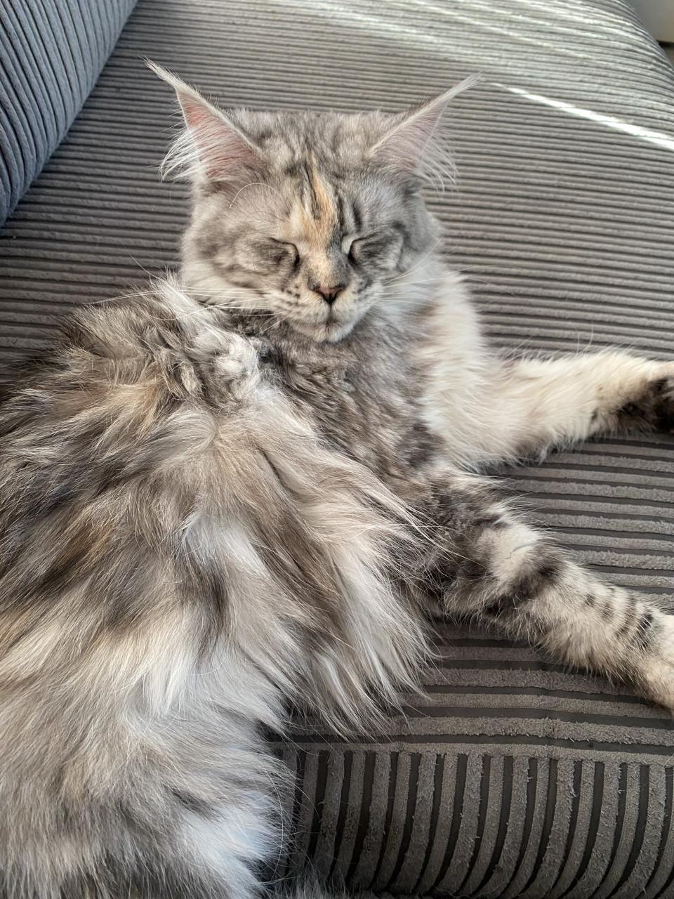 Maine coon “Zena” 1jaar 9mnd