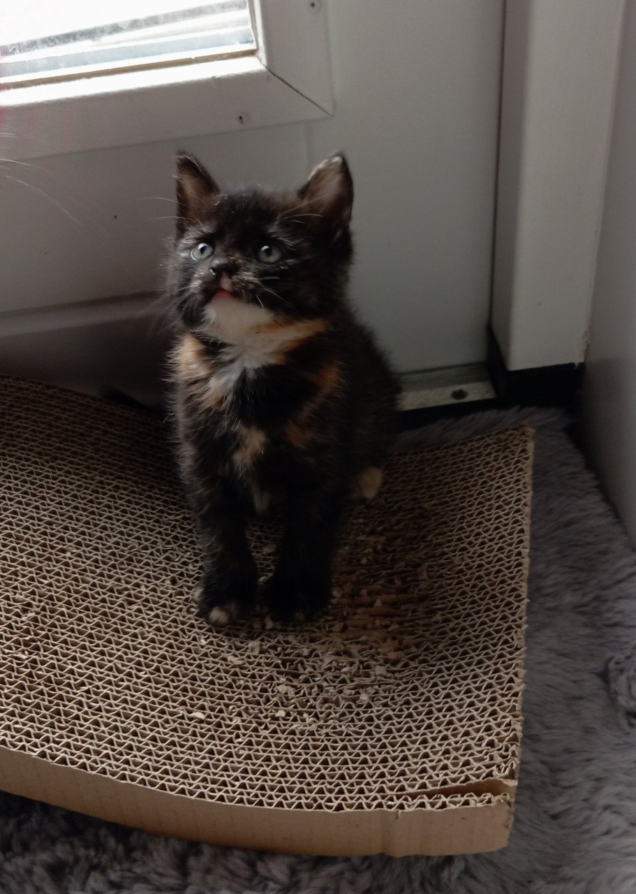 Kitten vrouwtje