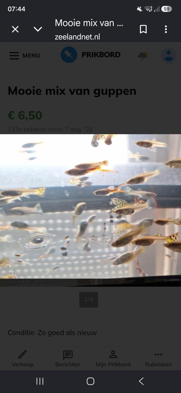 Guppen