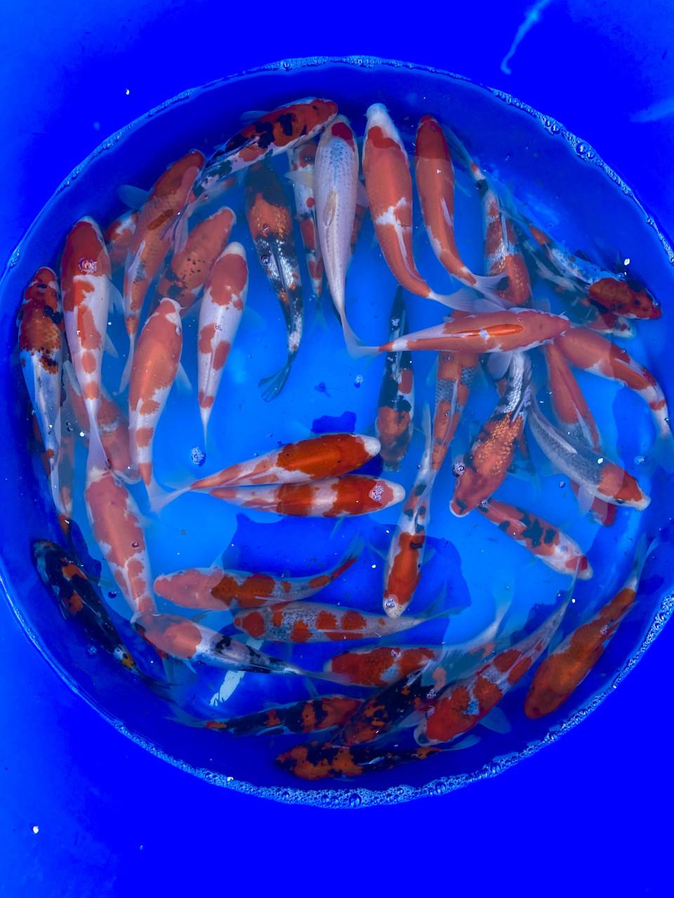 HQ Tosai van Hiroi 18-22cm. Japanse koi WEEKACTIE  €35,-