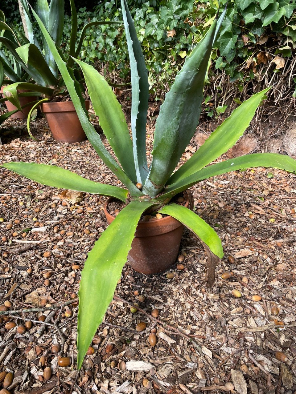 Prachtige agaves in terracotta pot