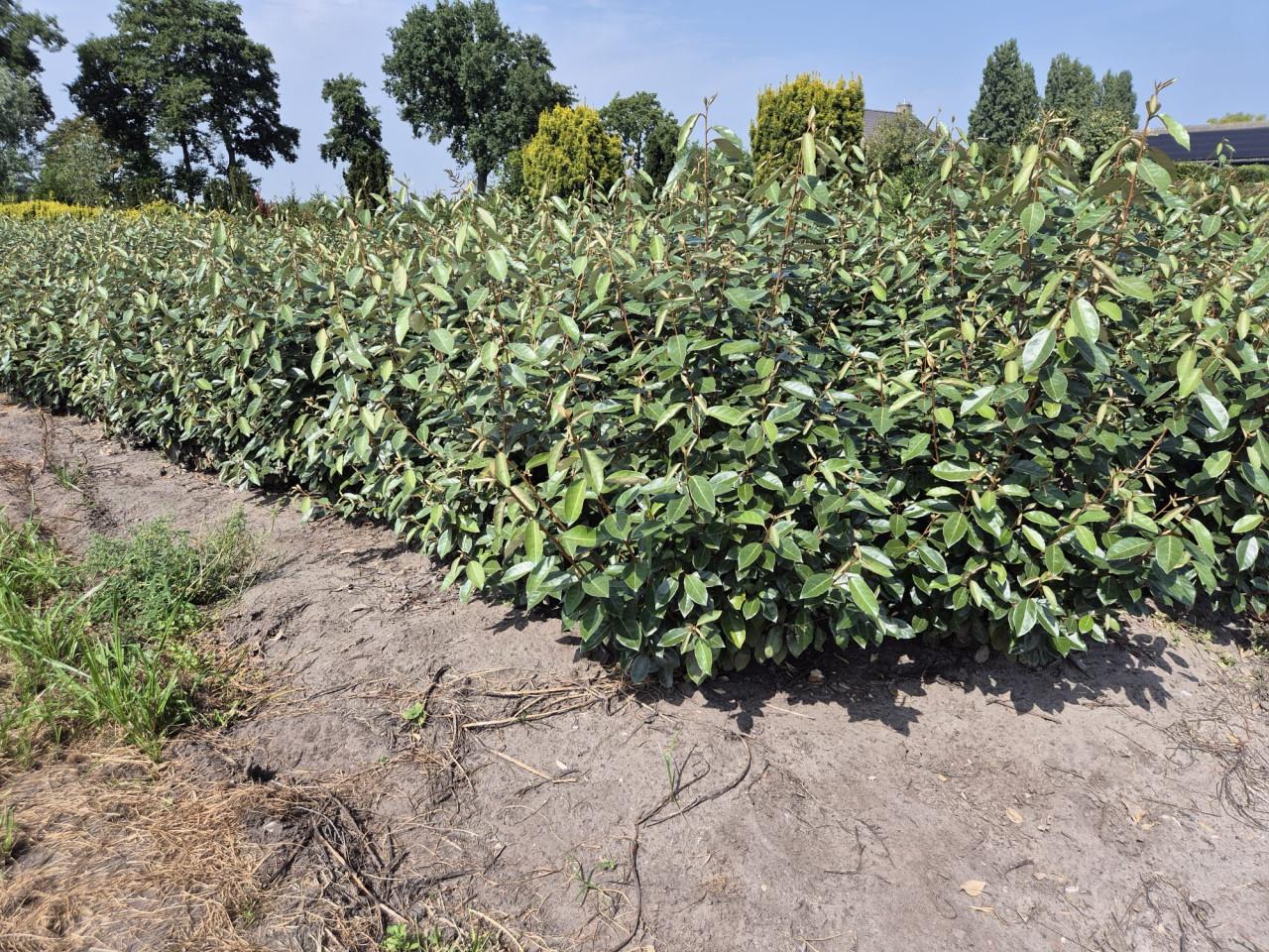 Olijfwilg haagplanten in alle maten