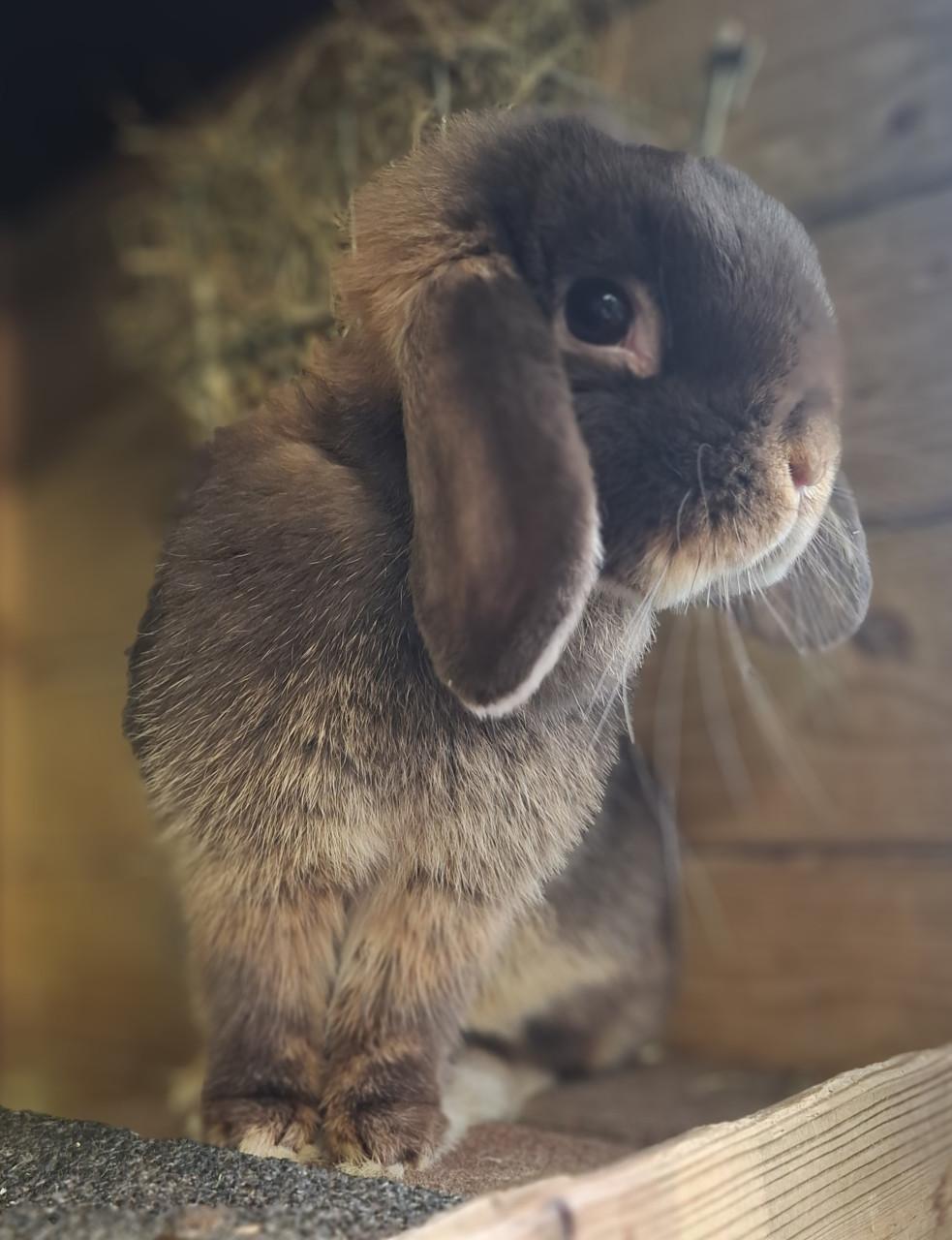 Prachtig lief raszuiver minilop konijn voedster